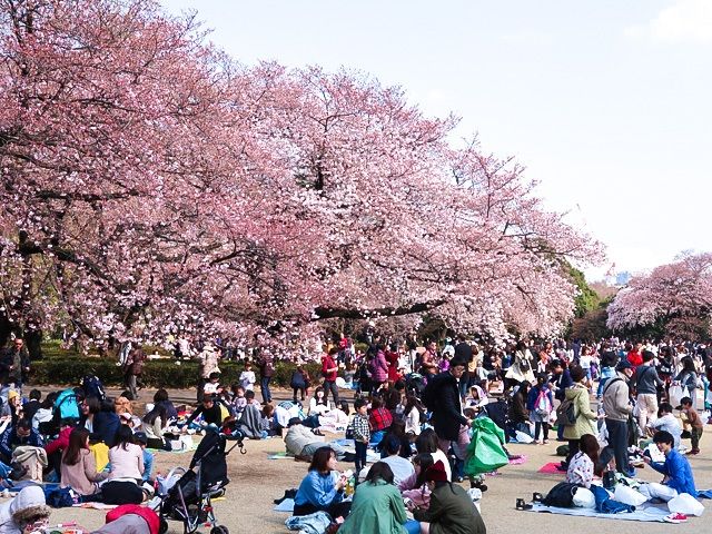 image festival hanami